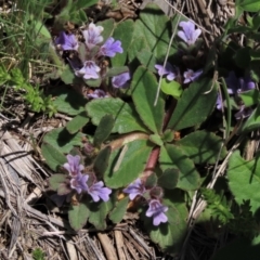 Ajuga australis (Austral Bugle) at Top Hut TSR - 15 Nov 2020 by AndyRoo