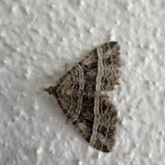 Chrysolarentia subrectaria (A Geometer moth) at Braddon, ACT - 3 Jun 2023 by Hejor1