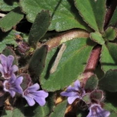 Lepidoptera unclassified IMMATURE moth at Top Hut TSR - 15 Nov 2020 by AndyRoo