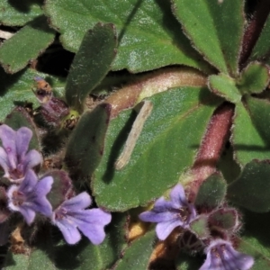 Lepidoptera unclassified IMMATURE at Dry Plain, NSW - 15 Nov 2020