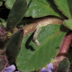 Lepidoptera unclassified IMMATURE moth at Dry Plain, NSW - 15 Nov 2020