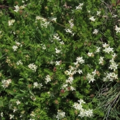 Asperula conferta (Common Woodruff) at Top Hut TSR - 15 Nov 2020 by AndyRoo