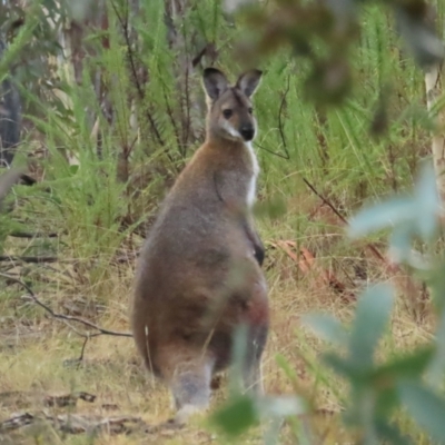 Notamacropus rufogriseus (Red-necked Wallaby) at Namadgi National Park - 3 Jun 2023 by TomW