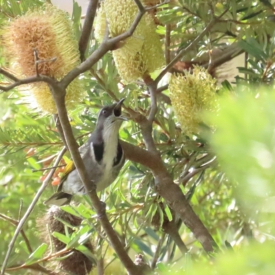 Phylidonyris pyrrhopterus (Crescent Honeyeater) at Rendezvous Creek, ACT - 3 Jun 2023 by BenW