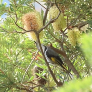 Phylidonyris pyrrhopterus at Rendezvous Creek, ACT - 3 Jun 2023