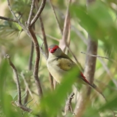 Neochmia temporalis (Red-browed Finch) at Rendezvous Creek, ACT - 3 Jun 2023 by TomW