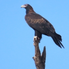 Aquila audax (Wedge-tailed Eagle) at Booth, ACT - 3 Jun 2023 by TomW