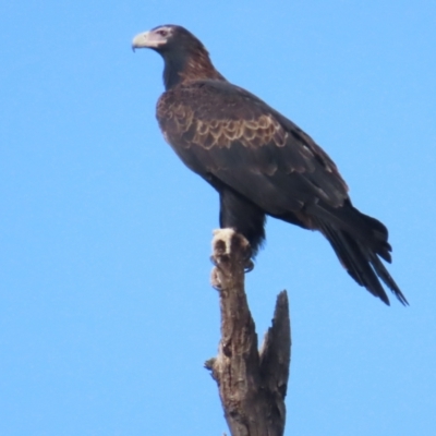 Aquila audax (Wedge-tailed Eagle) at Booth, ACT - 3 Jun 2023 by BenW