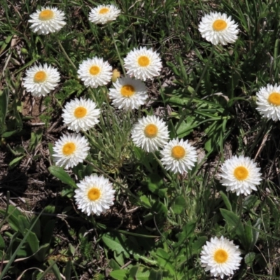 Leucochrysum albicans subsp. tricolor (Hoary Sunray) at Top Hut TSR - 15 Nov 2020 by AndyRoo