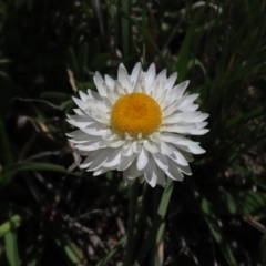 Leucochrysum albicans subsp. tricolor at Dry Plain, NSW - 15 Nov 2020