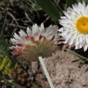 Leucochrysum albicans subsp. tricolor at Dry Plain, NSW - 15 Nov 2020