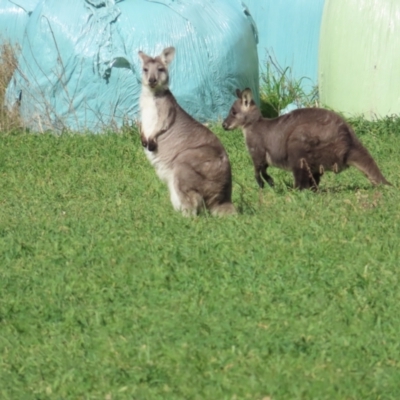 Osphranter robustus robustus (Eastern Wallaroo) at Booth, ACT - 3 Jun 2023 by TomW