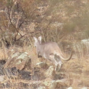 Osphranter robustus robustus at Booth, ACT - 3 Jun 2023