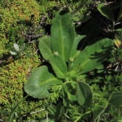 Solenogyne gunnii (Solengyne) at Top Hut TSR - 15 Nov 2020 by AndyRoo