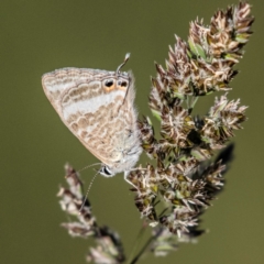 Lampides boeticus (Long-tailed Pea-blue) at Higgins, ACT - 15 Oct 2022 by Untidy
