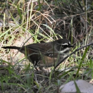 Sericornis frontalis at Narooma, NSW - 28 May 2023