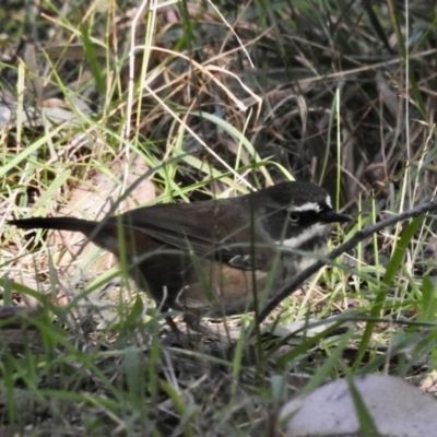 Sericornis frontalis (White-browed Scrubwren) at Narooma, NSW - 28 May 2023 by GlossyGal