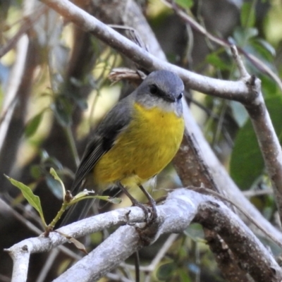 Eopsaltria australis (Eastern Yellow Robin) at Narooma, NSW - 28 May 2023 by GlossyGal