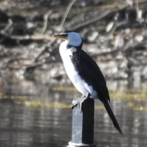 Microcarbo melanoleucos (Little Pied Cormorant) at Narooma, NSW by GlossyGal