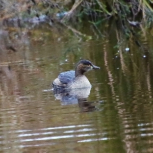 Tachybaptus novaehollandiae at Mongarlowe, NSW - 3 Jun 2023