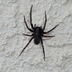 Badumna (genus) (Lattice-web spider) at Isaacs, ACT - 3 Jun 2023 by Mike