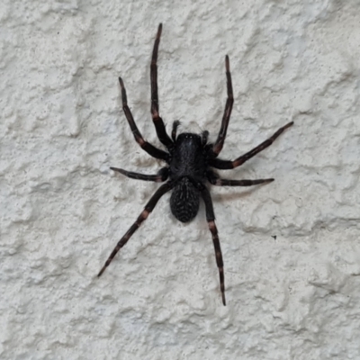 Badumna sp. (genus) (Lattice-web spider) at Isaacs, ACT - 3 Jun 2023 by Mike
