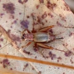 Trigonidium sp. (genus) (A Sword-tail Cricket) at Mongarlowe River - 3 Jun 2023 by LisaH