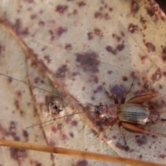 Trigonidium sp. (genus) at Mongarlowe, NSW - suppressed