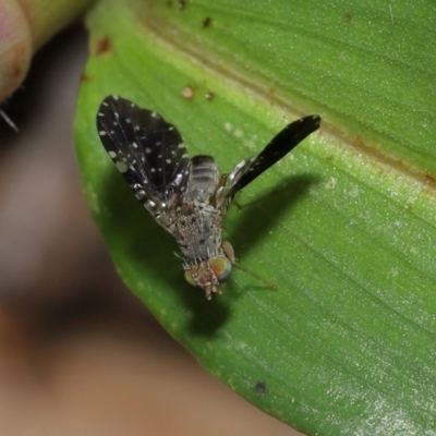 Platensina (genus) (A fruit or seed fly) at Ormiston, QLD - 6 Apr 2023 by TimL