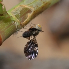 Platensina (genus) at Ormiston, QLD - 6 Apr 2023 10:03 AM