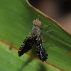 Platensina (genus) at Ormiston, QLD - 6 Apr 2023 10:03 AM