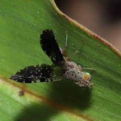 Platensina (genus) at Ormiston, QLD - 6 Apr 2023 10:03 AM