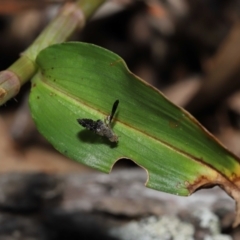 Platensina (genus) at Ormiston, QLD - 6 Apr 2023 10:03 AM