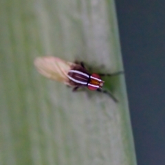 Poecilohetaerus sp. (genus) (Lauxaniid fly) at Florey, ACT - 18 Apr 2023 by KorinneM