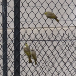 Ptilotula penicillata (White-plumed Honeyeater) at Jerrabomberra, ACT by RodDeb