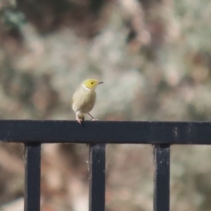 Ptilotula penicillata at Jerrabomberra, ACT - 3 Jun 2023