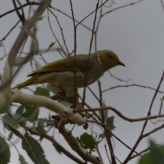 Ptilotula penicillata at Jerrabomberra, ACT - 3 Jun 2023