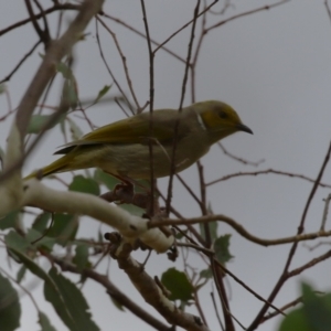 Ptilotula penicillata at Jerrabomberra, ACT - 3 Jun 2023