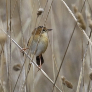 Cisticola exilis at Jerrabomberra, ACT - 3 Jun 2023 01:15 PM