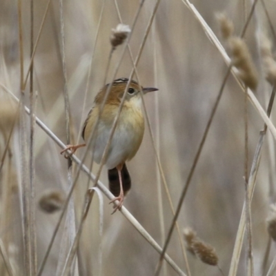 Cisticola exilis (Golden-headed Cisticola) at Jerrabomberra, ACT - 3 Jun 2023 by RodDeb