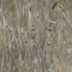 Cisticola exilis at Jerrabomberra, ACT - 3 Jun 2023 01:15 PM