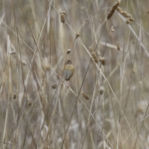 Cisticola exilis at Jerrabomberra, ACT - 3 Jun 2023