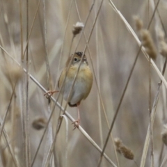 Cisticola exilis at Jerrabomberra, ACT - 3 Jun 2023 01:15 PM