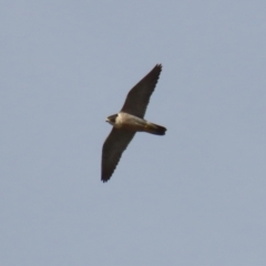 Falco peregrinus (Peregrine Falcon) at Jerrabomberra, ACT - 3 Jun 2023 by RodDeb