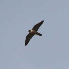 Falco peregrinus at Jerrabomberra, ACT - 3 Jun 2023 01:03 PM