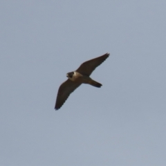 Falco peregrinus at Jerrabomberra, ACT - 3 Jun 2023