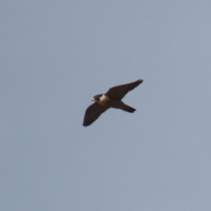 Falco peregrinus at Jerrabomberra, ACT - 3 Jun 2023