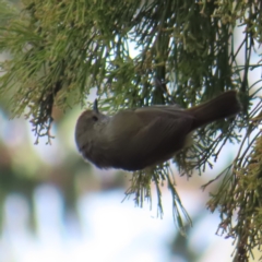 Acanthiza pusilla (Brown Thornbill) at Black Mountain - 3 Jun 2023 by MatthewFrawley