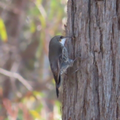 Cormobates leucophaea (White-throated Treecreeper) at Black Mountain - 3 Jun 2023 by MatthewFrawley