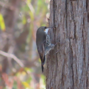 Cormobates leucophaea at Acton, ACT - 3 Jun 2023